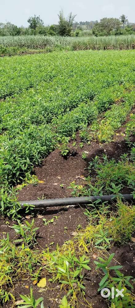 Agriculture land for Sale