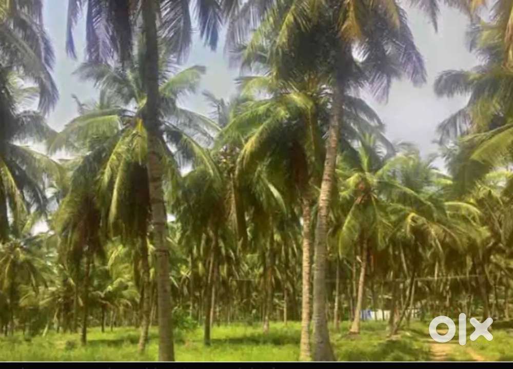 COCONUT FARM,AGRI LAND,POULTRY FARM, GODOWN, FOR SALE AND LEASE