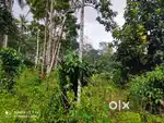 1 Acre Plot in Nenmenikunnu, Sulthan Bathery Wayanad–
