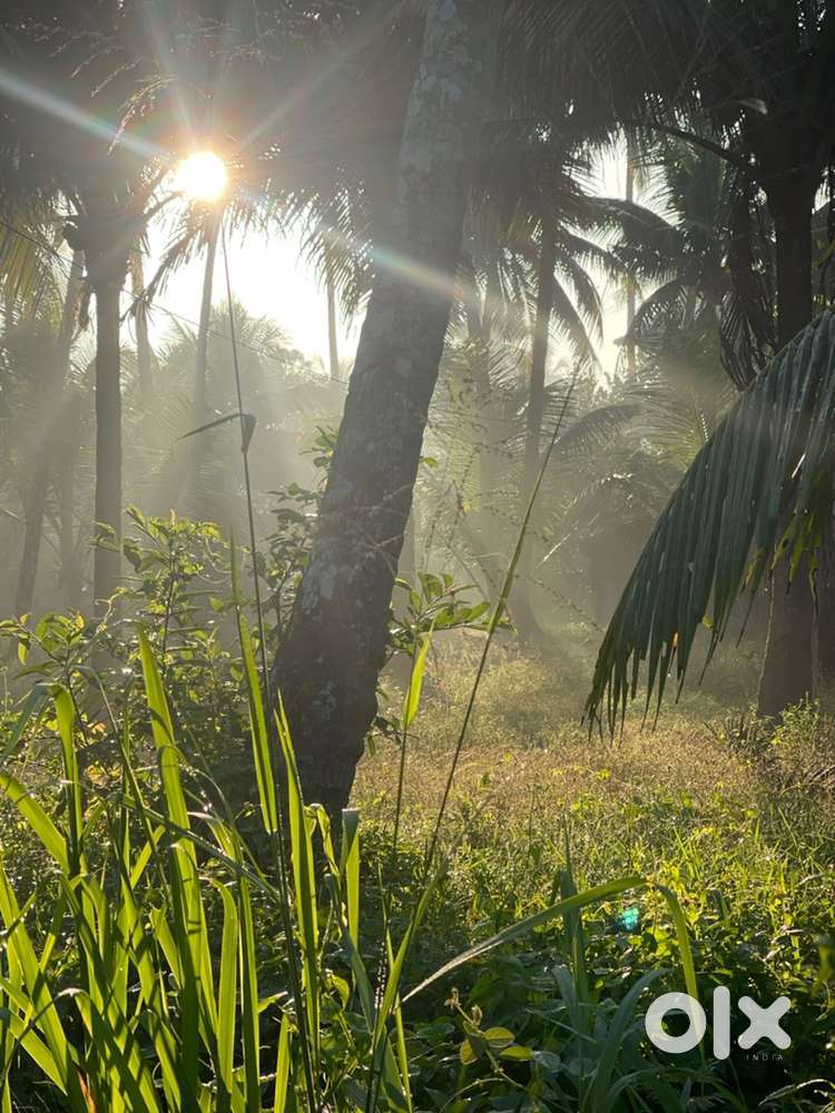 Land for rent or Sale Near lulu Perinthalmanna
