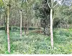 6.3 acres land for sale in Perumthanam,Uzhavoor, Kottayam (Negotiable)