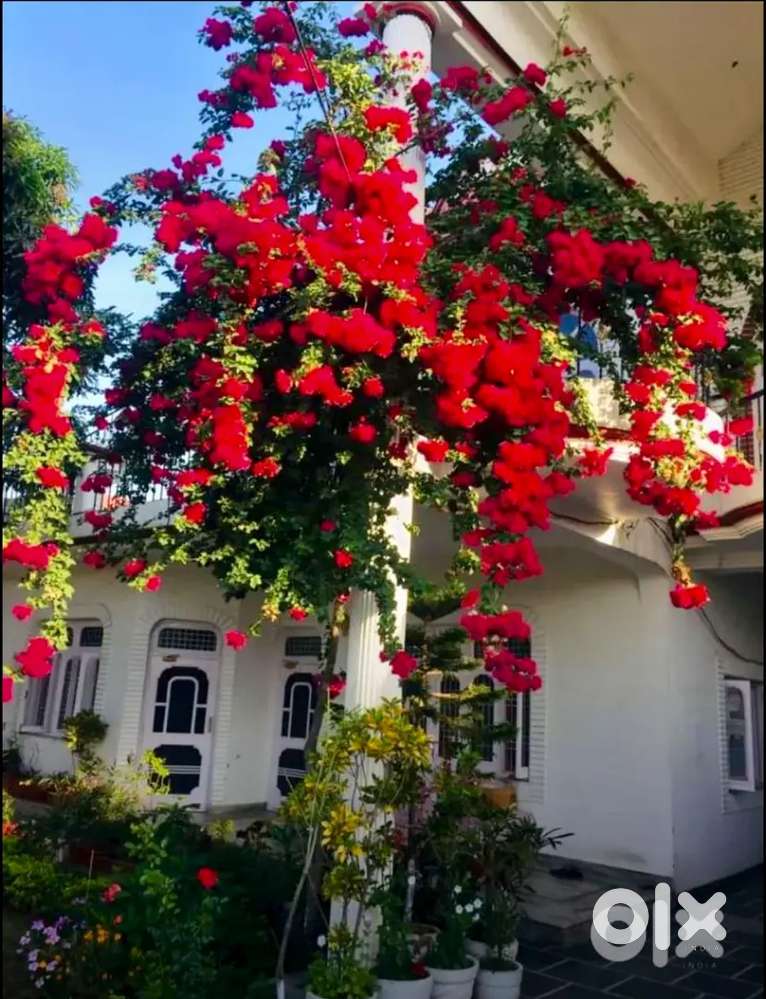 Big Room Fully furnished near Judicial Court, Pathankot