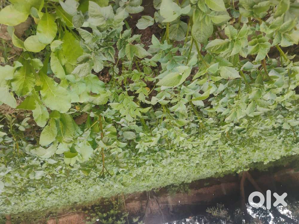 Land for sell Singrauli