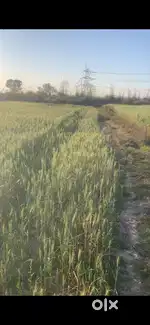 Agricultural land  in sector 01 jewar airport authority