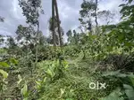 1 ACRE COFFEE LAND FOR SALE IN PAYYAMPALLY,WAYANAD.