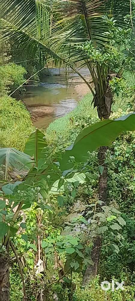 50 cent super Homestay plot for sale in WayanThiad