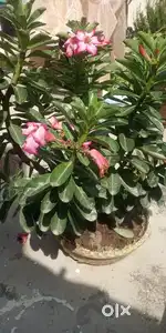 Adenium Plants