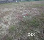 1600 Sq ft open plot