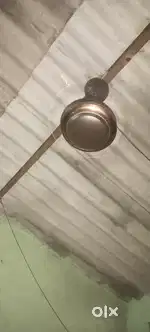 Sealing fan 2 months old