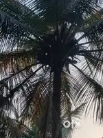 Government man road face coconut farm sales