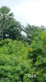 Zamin URGENT SELL FOR SCHOOL, HOSPITAL, INVESTMENT PURPOSE ,