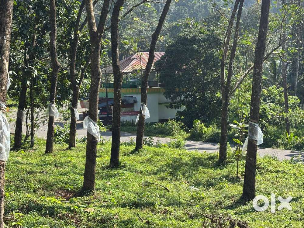 Roadside Rubber Plantation – 60 Cents (Can Be Sold as 30 + 30 Cents)