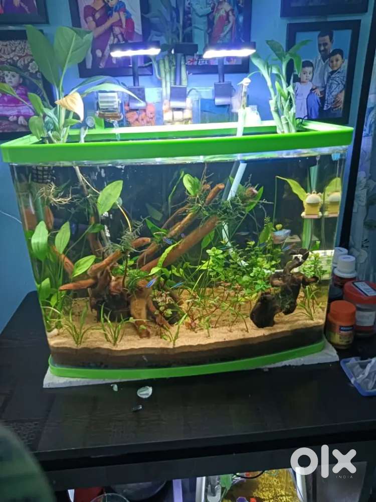 Aquarium cleanings available in vishakapatnam