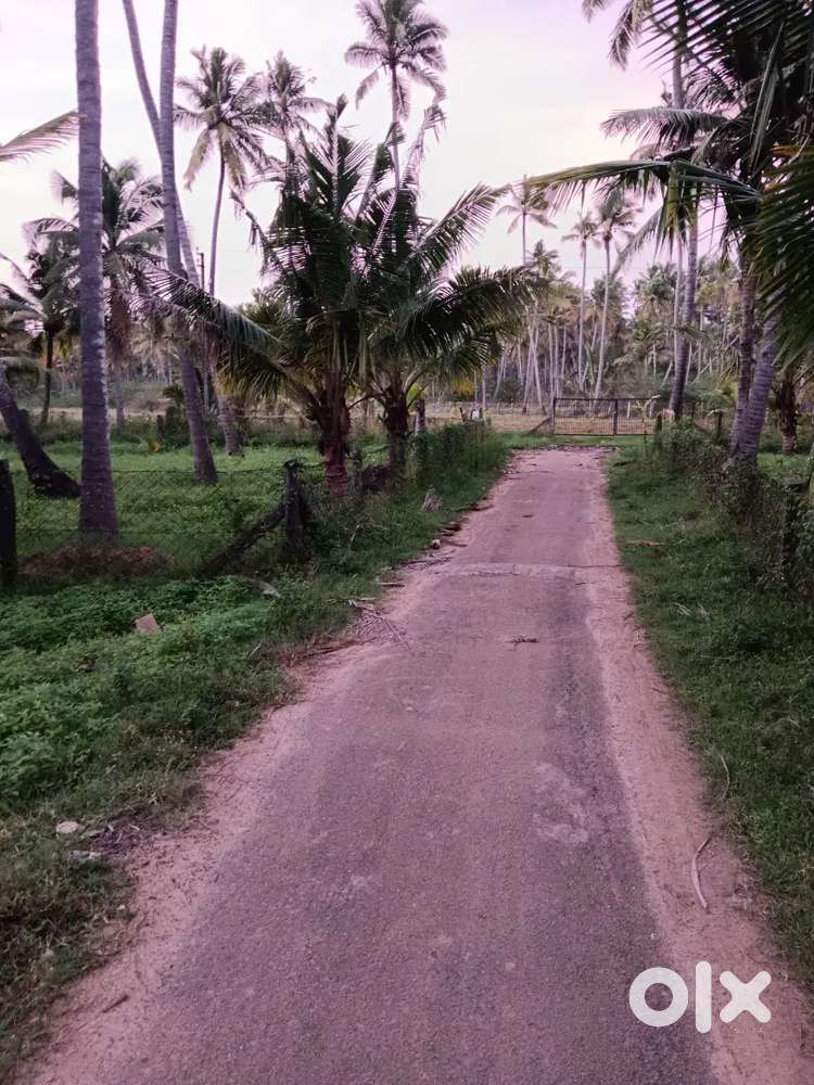 85 Cent Coconut Farm Land for Sale in 2 Kms from Ganapathi Puram