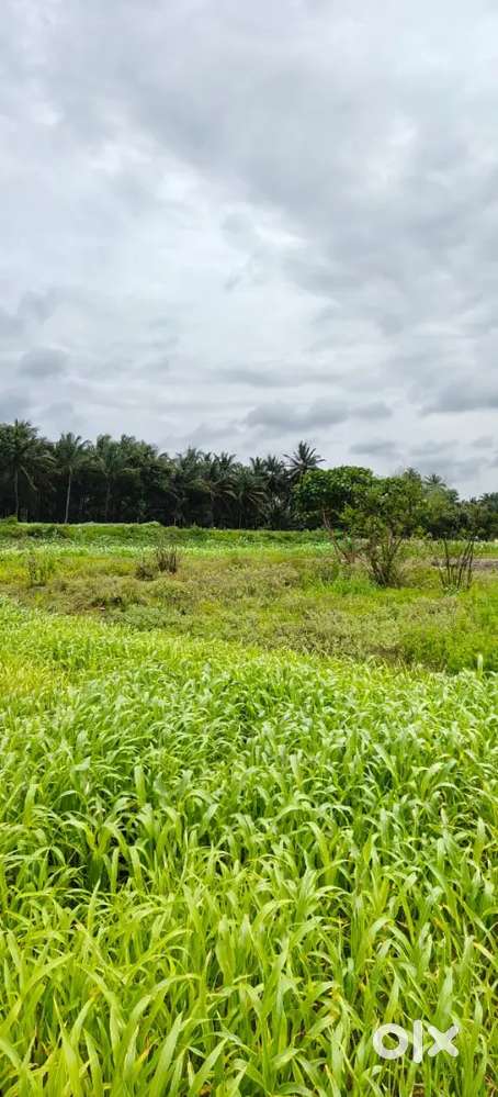 3 acres parambu for sale in velanthavalam,