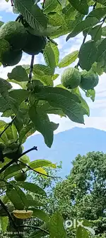 General land