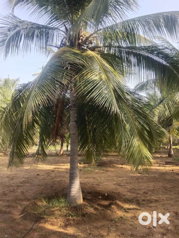 Koodankulam Vijayapathi road coconut Garden