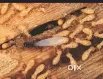 Termite treatment