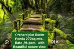 Orchard plot Borim