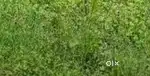 Sell of 1 kotha miyadi land with single owner adj land to new KI,DZEE