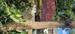 Teak Wood - 2