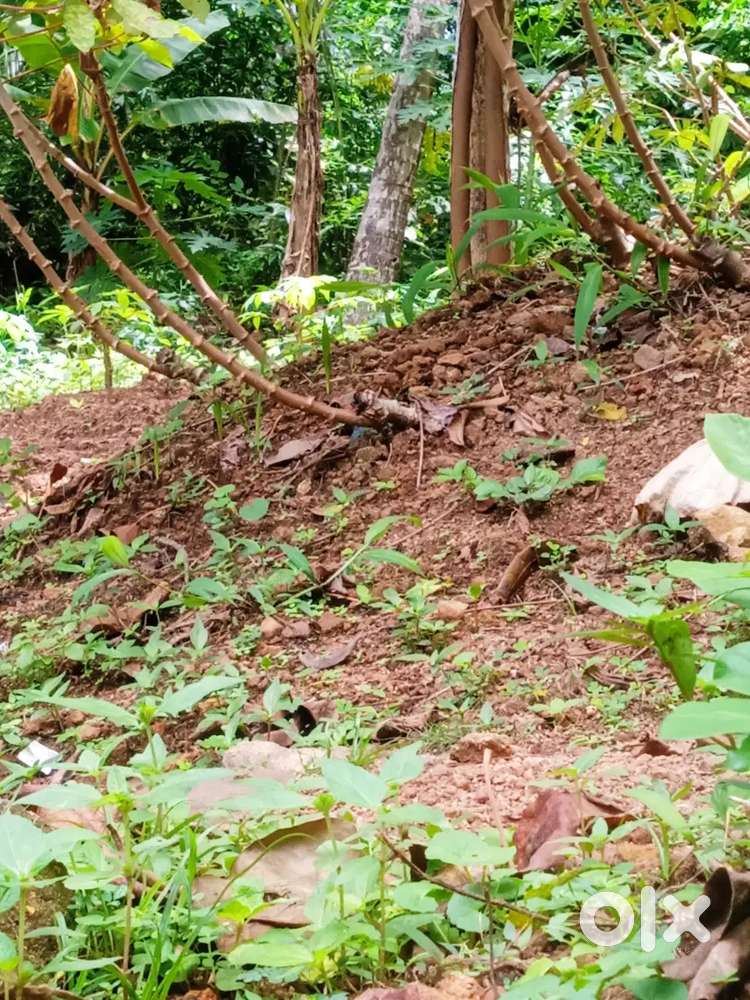 Plot for sale vellanad, argent sale