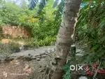 Ponneri Individual house (cement sheet) with garden for rent