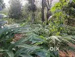 Land available in Vellayamkudy