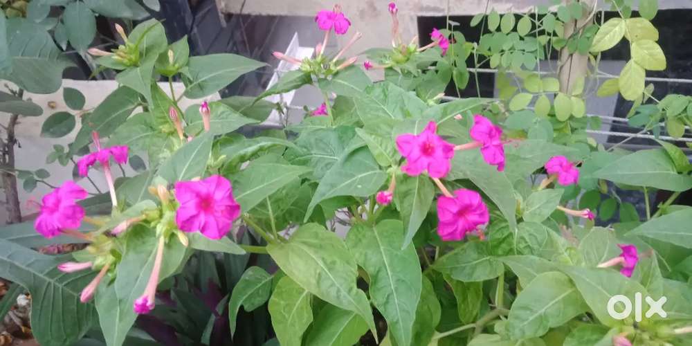 Decorative Plants, Money Plant, Flower Plant