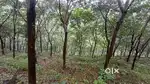 10 acres for sale at munddakkayam