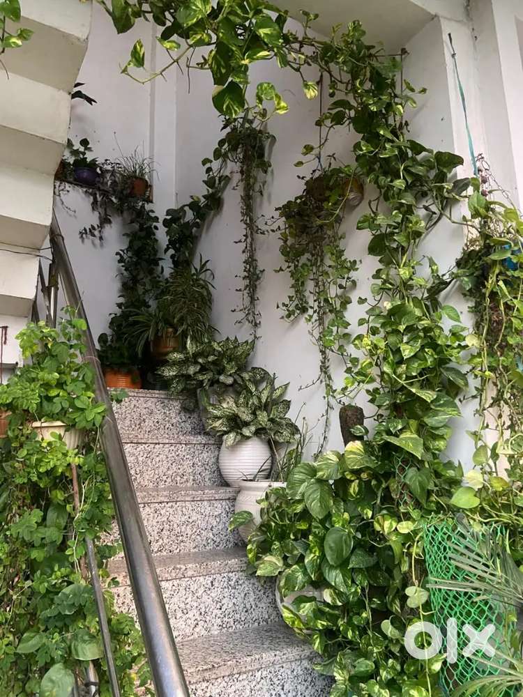 With Rooftop garden for college & working girls