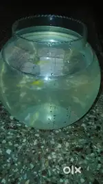 Medium fish bowl