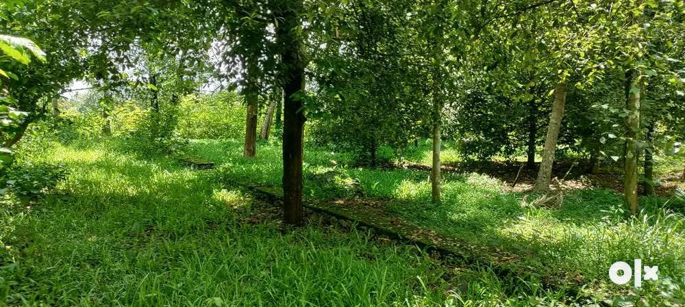 Angamaly Kidangoor 50 cent land for sale