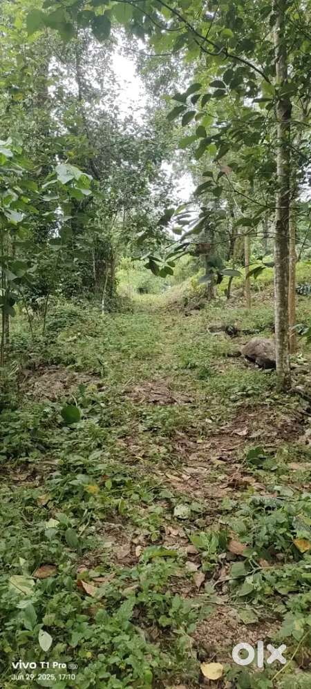 2.5 ഏക്കർ സ്ഥലം വാടകയ്ക്ക്