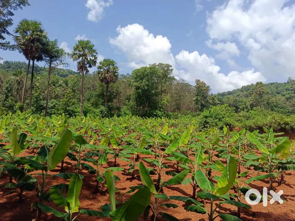 1.4acre banana plantation for sale