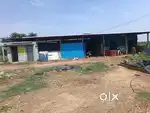 Cow farm house for rent