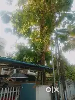 Teak tree for sale
