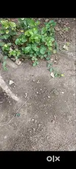 Plot For Sale Near at IIT Simrol (Indore)