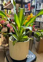 Need good looking female staff in lulu mall Trivandrum
