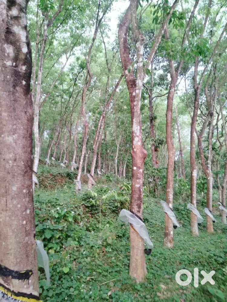 5 Acre 66 Cent for Sale