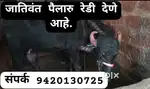 जातिवंत पैलारु रेडी देणे आहे.