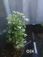 Indoor plants and water plants.