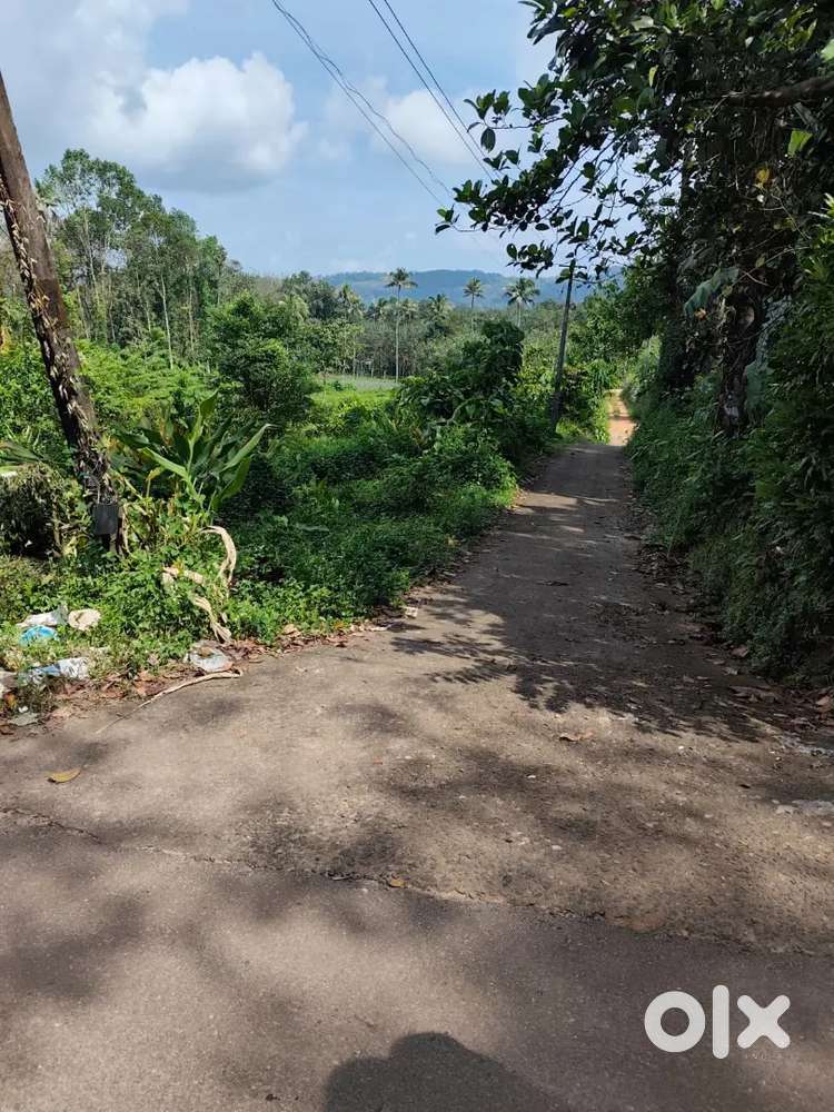 Muvattupuzha paingottoor thennathor 10 cent premium house plots