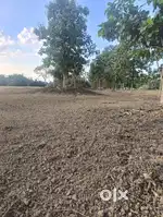 Land For Sale at Pishikhu village 8km away from Dimapur Nagaland