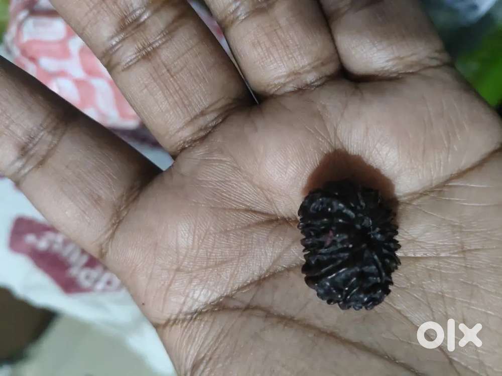 13 mukhi Rudraksh