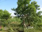 Plot in padappai for sale