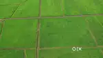 One Acre Agriculture land for sale @ Narayankhed/  low budget