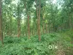 4.3 acre rubber thottam near plassanal asking  1 cr fixed  near bus rd