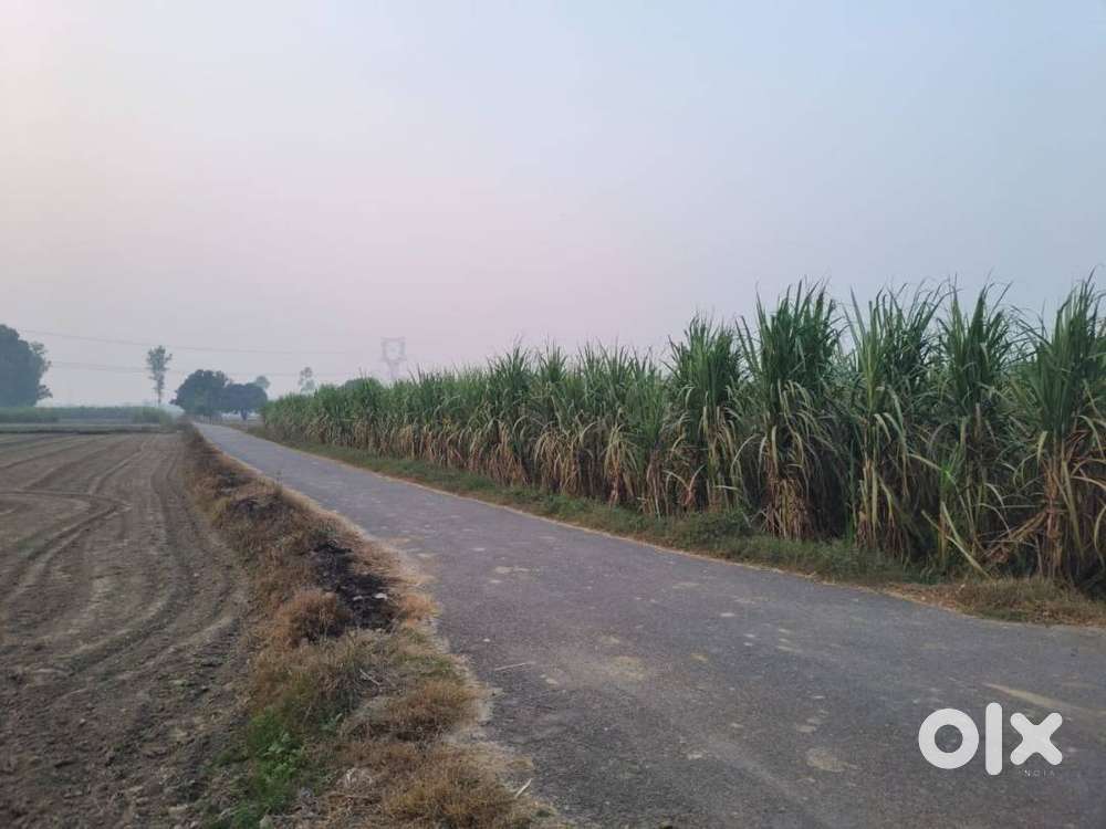 52 Bigha Agriculture  Land for sale