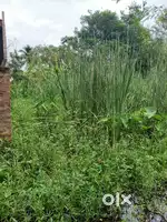 সস্তার জমি